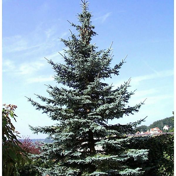 Blaufichte Koster 25-30cm - Picea pungens günstig online kaufen
