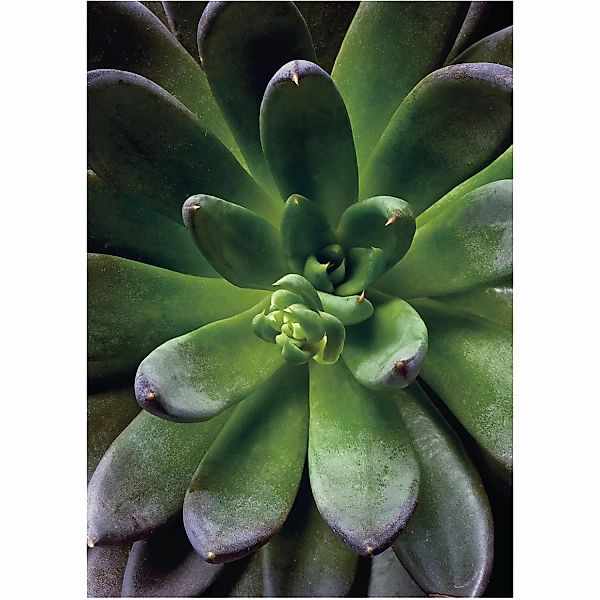 Komar Wandbild Succulent Single 30 x 40 cm günstig online kaufen