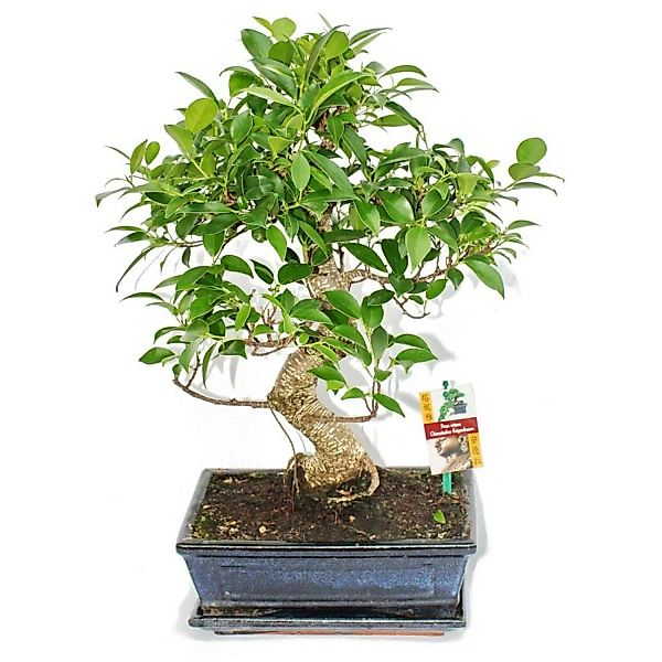 Exotenherz Bonsai Chinesischer Feigenbaum Ficus Retusa ca. 10 Jahre günstig online kaufen