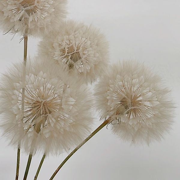 Trockenblume Pusteblume getrocknet einzeln, LYKKE & günstig online kaufen
