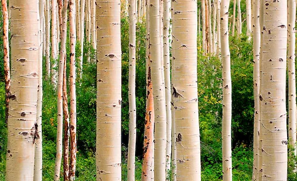 Papermoon Fototapete »Aspen Woods in Summer« glatt günstig online kaufen