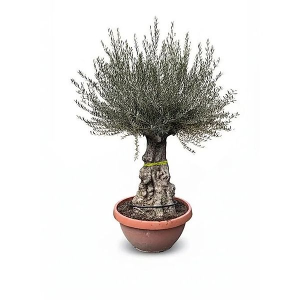 Sunny-Tree   Olivenbaum Im Dekotopf   Olea Europaea   Winterharte Olvenbaum günstig online kaufen