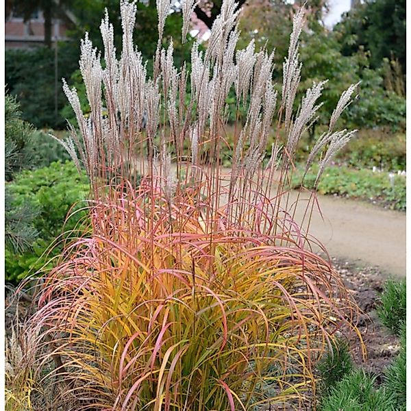 Chinaschilf Flammenmeer - Miscanthus sinensis günstig online kaufen