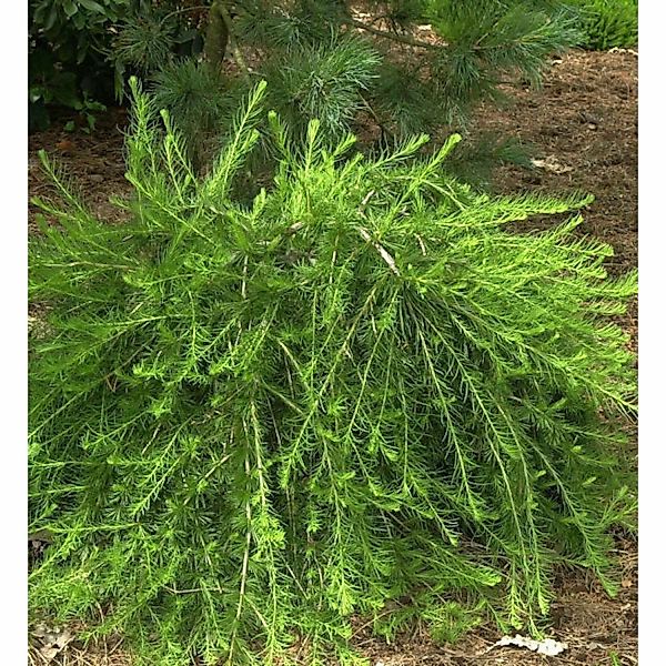 Europäische Lärche Bogle 25-30cm - Larix decidua günstig online kaufen
