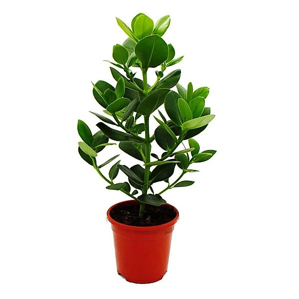 Exotenherz Balsamapfel Clusia Major ca. 55-65 cm 17cm Topf Zimmerpflanze günstig online kaufen