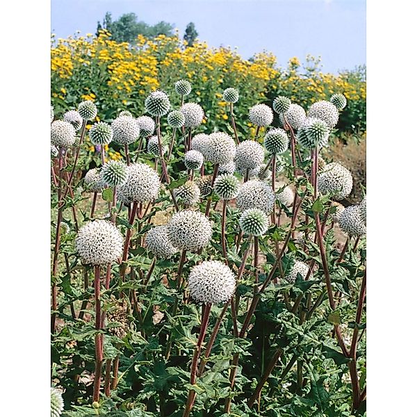 Echinops Sphaerocephalus Arctic Glow Kugeldistel Ca. 9x9 cm Topf günstig online kaufen