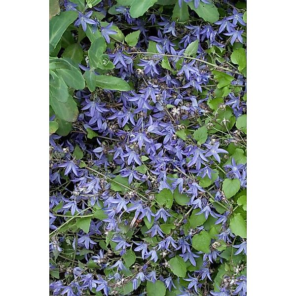 Campanula Poscharskyana Frühlingszauber Polsterglockenblume Ca. 9x9 cm Topf günstig online kaufen