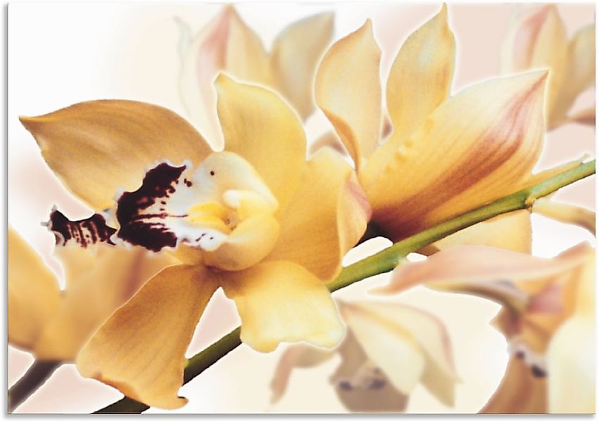 Artland Wandbild "Gelbe Orchidee" Blumenbilder 1 Stk. tlg. als Alubild, Out günstig online kaufen