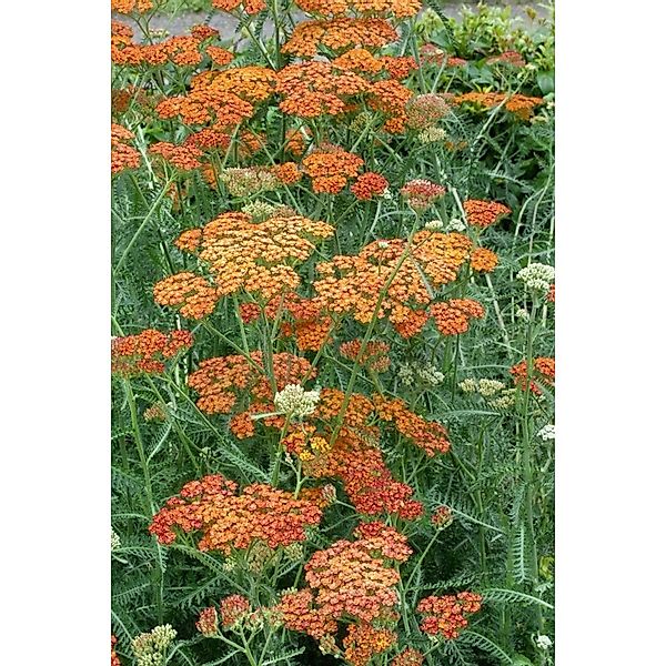 Achillea Millefolium Terracotta Schafgarbe Ca. 9x9 cm Topf günstig online kaufen