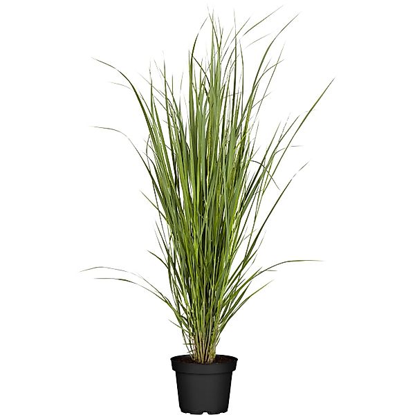 GROW by OBI Garten-Ruten-Hirse North Wind Topf Ø ca. 22 cm Panicum günstig online kaufen