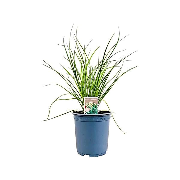 Allium Tuberosum Knolau Ca. 11x11 cm Topf günstig online kaufen