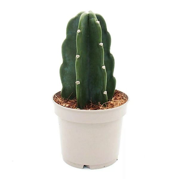 Exotenherz Cuddly Kaktus Der Kaktus Zum Kuscheln Ohne Stacheln Neuheit 12cm günstig online kaufen