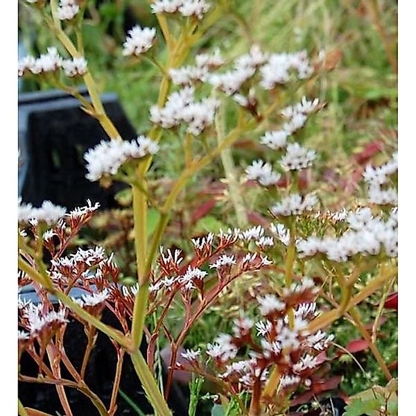 Tataren Blauschleier - Goniolimon tataricum günstig online kaufen