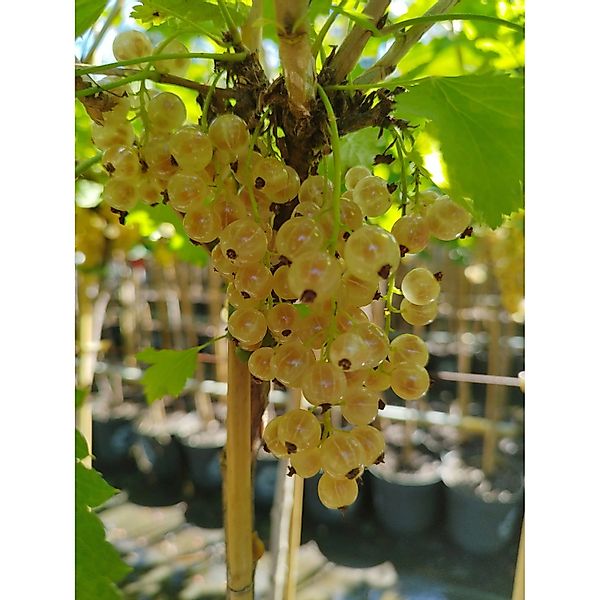 Johannisbeere Weiße Versailler 40 - 60 cm Ribes rubrum günstig online kaufen