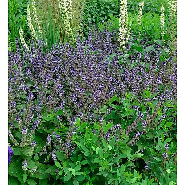 Quirlblütiger Salbei - Salvia verticillata günstig online kaufen