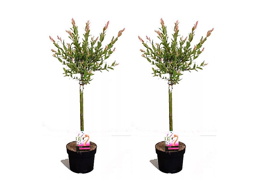 Perfect Plant | 2er Set Salix Flamingo auf Kofferraum günstig online kaufen