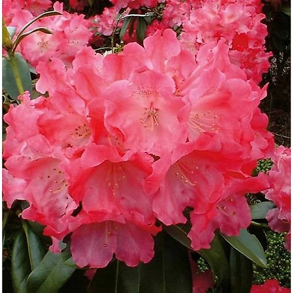 Hochstamm Rhododendron Morgenrot 40-60cm - Alpenrose günstig online kaufen