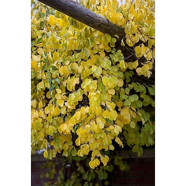 Celastrus Orbiculatus Hercules Kletterspindel 40–60 cm günstig online kaufen