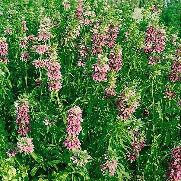 Monarda Fistulosa Feuerschopf Wilde Bergamotte Ca. 9x9 cm Topf günstig online kaufen