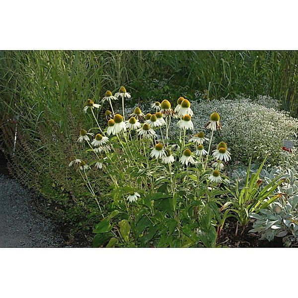 Echinacea Purpurea Alba Weißer Sonnenhut Ca. 9x9 cm Topf günstig online kaufen