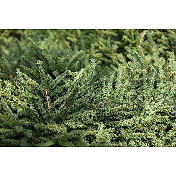 Picea Abies Pumila Glauca Fichte Kompakt Ca. 9x9 cm Topf günstig online kaufen