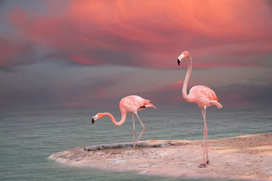 Papermoon Fototapete »Flamingo« günstig online kaufen
