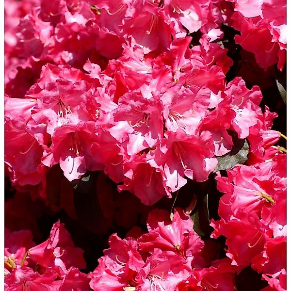 Rhododendron Gartendirektor Glocker 30-40cm - Rhododendron williamsianum günstig online kaufen