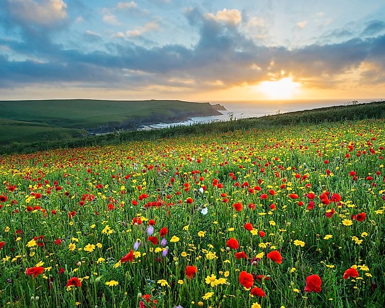 Papermoon Fototapete "BLUMEN-WIESE-MOHN FELD CORNWALL MEER KÜSTE SONNE WOLK günstig online kaufen