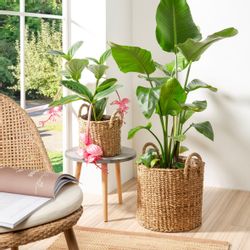 Scheurich Blumentopf nut 37/516 günstig online kaufen