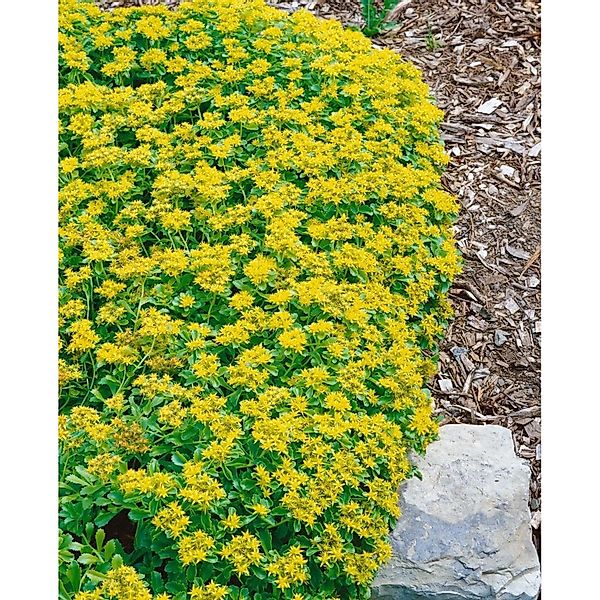 Sedum Kamtschaticum Var. Ellacombianum Gelb Ca. 9x9 cm Topf günstig online kaufen