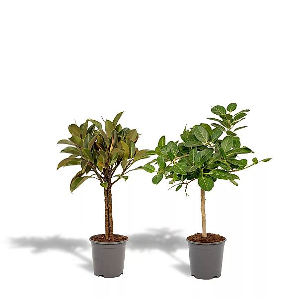 Hello Plants | Set mit 2 Ficus - Elastica & Benghalensis günstig online kaufen