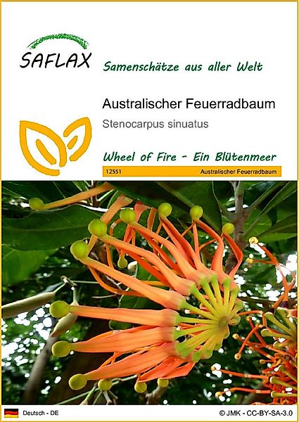 SAFLAX Blumensamen SAFLAX - Samen - Australischer Feuerradbaum günstig online kaufen