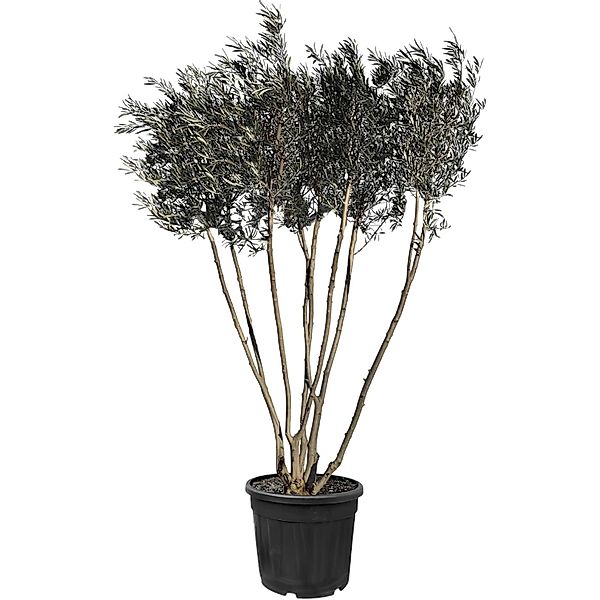 Sunny-Tree  Mehrstämmiger Olivenbaum Olea Europaea In Strauchform Busch 220 günstig online kaufen