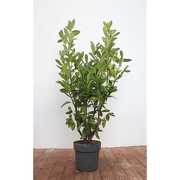 Prunus laurocerasus 'Genolia' -R- 125-150 cm günstig online kaufen
