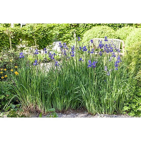 Iris Setosa Schwertlilie Ca. 11x11 cm Topf günstig online kaufen