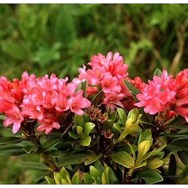 Japanische Azalee Little Red 30-40cm - Rhododendron obtusum - Zwerg Alpenro günstig online kaufen