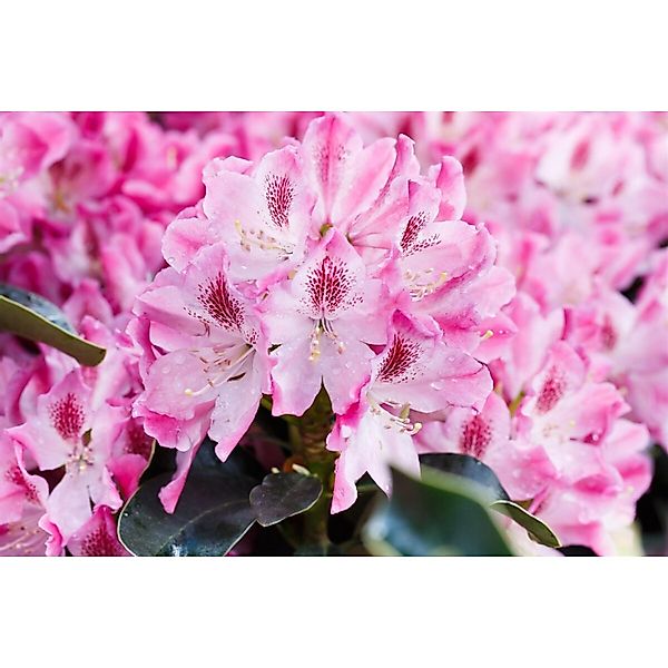 Rhododendron Hybr. Helen Martin Rosa Blüten 40–50 cm günstig online kaufen