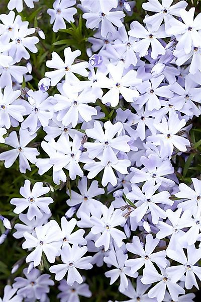 Pflanzen für Dich Bodendecker Phlox sub. Emerald Cushion Blue, 1 St., Polst günstig online kaufen