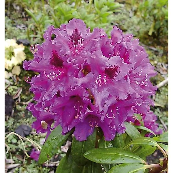 INKARHO - Großblumige Rhododendron Azurro 25-30cm - Alpenrose günstig online kaufen