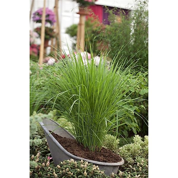 Panicum Virgatum Northwind Rutenhirse Ca. 9x9 cm Topf günstig online kaufen