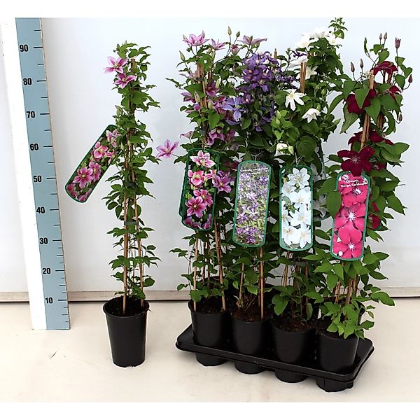 Clematis Hybride Dr Ruppel Großblumig Rosa-Weiß 60–100 cm günstig online kaufen
