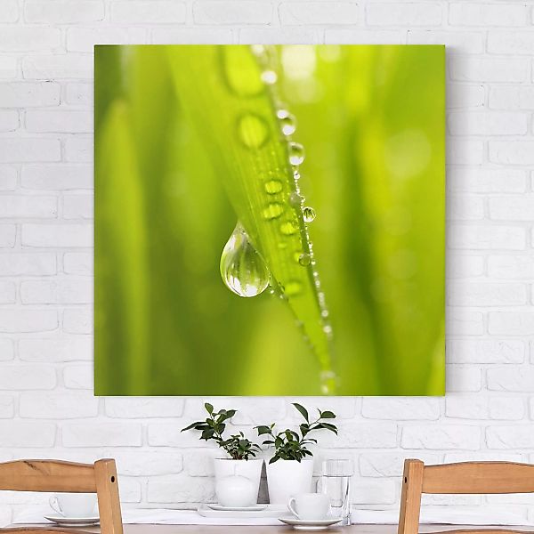 Leinwandbild - Quadrat Morning Dew günstig online kaufen