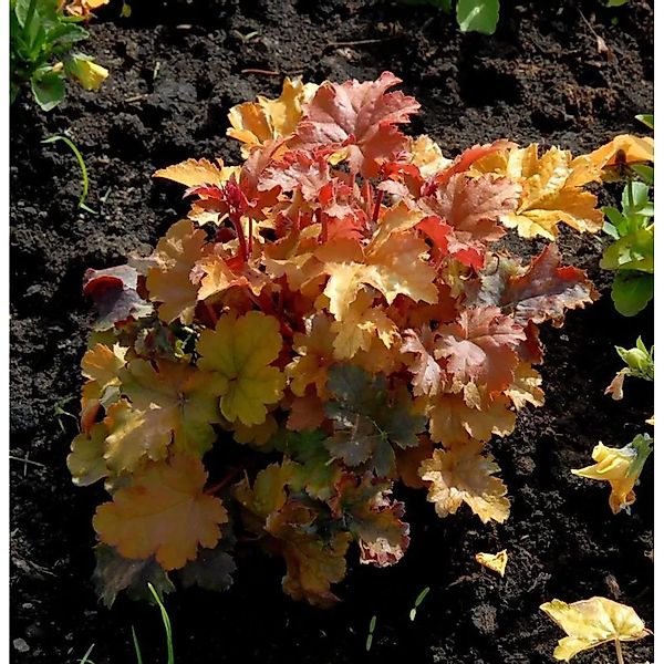 Purpurglöckchen Amber Waves - Heuchera micrantha günstig online kaufen