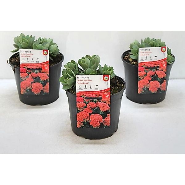 Sedum Telephium Herbstfreude Fetthenne 2 Liter Container günstig online kaufen