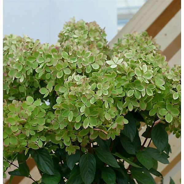 Rispenhortensie Pastelgreen 30-40cm - Hydrangea paniculata günstig online kaufen