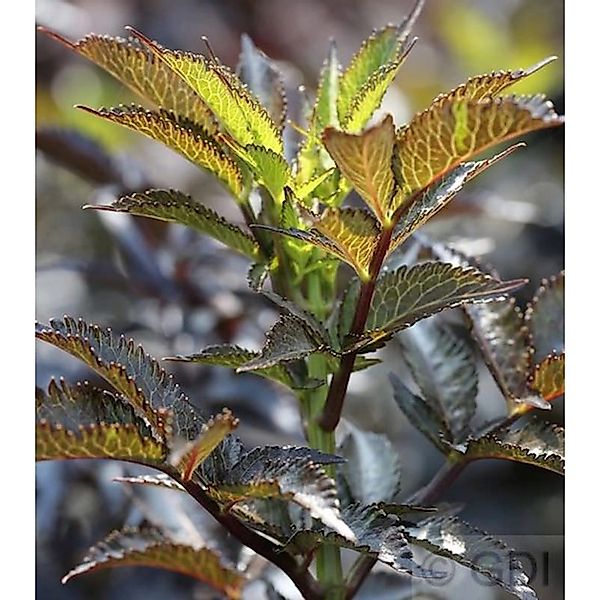 Schwarzer Säulen Holunder Black Tower 30-40cm - Sambucus nigra günstig online kaufen