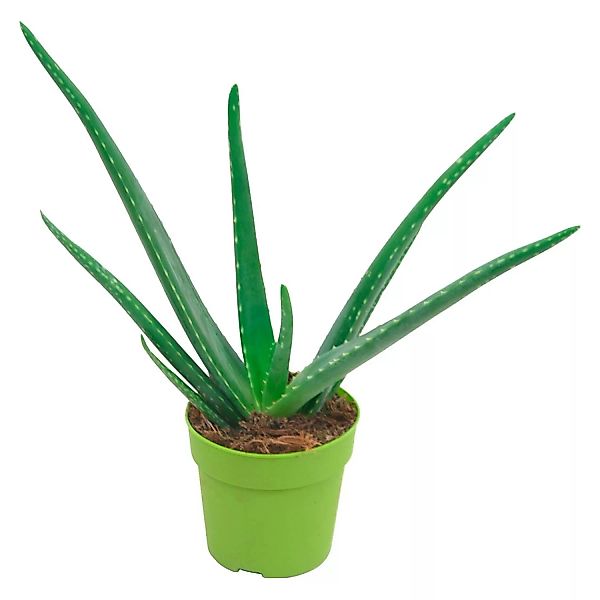 Aloe vera Höhe ca. 15 - 20 cm Topf-Ø ca. 12 cm günstig online kaufen