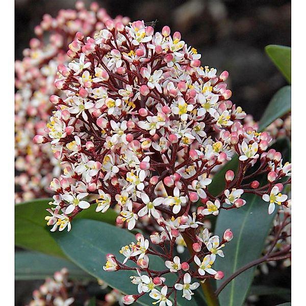 Japanische Skimmie Rubella 30-40cm - Skimmia japonica günstig online kaufen