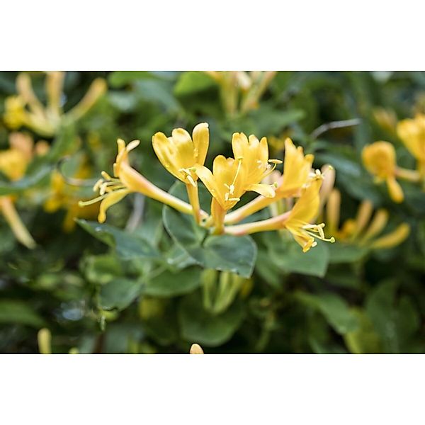 Lonicera Heckrottii Geißblatt 80–100 cm Duftend günstig online kaufen