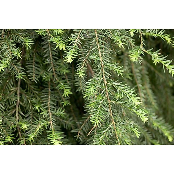 Tsuga Canadensis Pendula Kanadische Hemlocktanne 100–125 cm günstig online kaufen